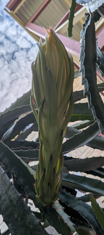 Buds about to open